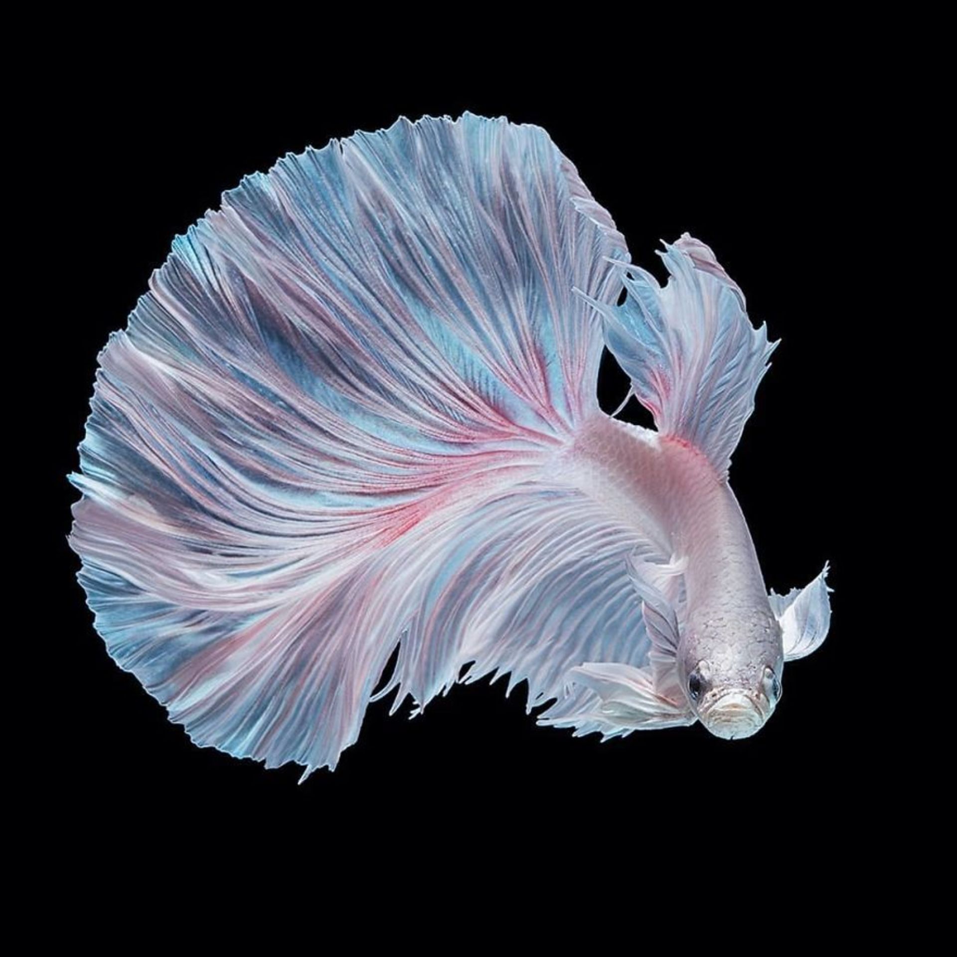 ماهی بتا-ماهی فایتر