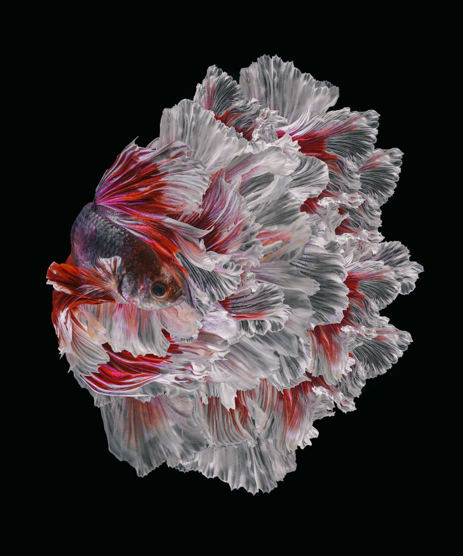 ماهی بتا-ماهی فایتر