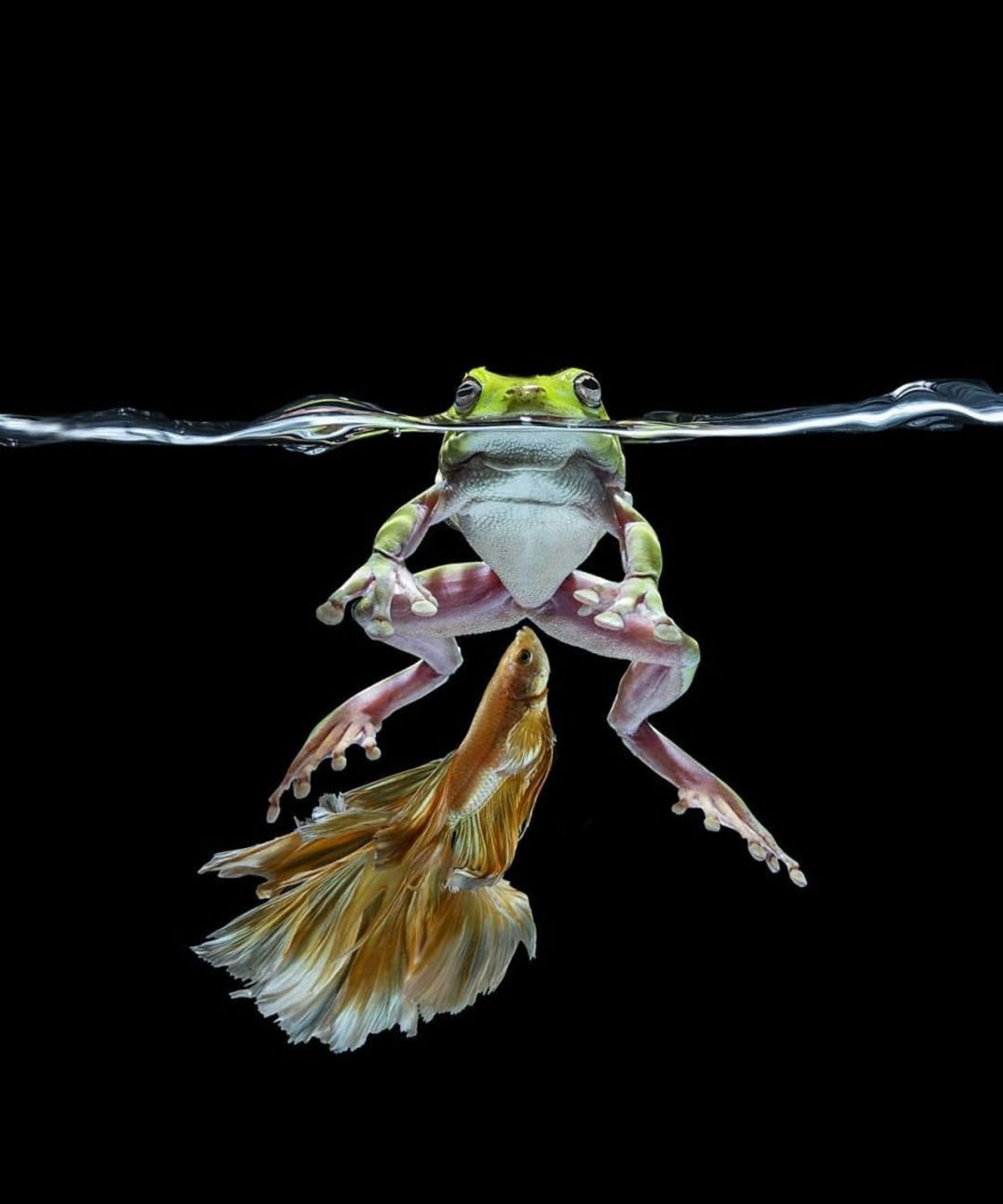 ماهی بتا-ماهی فایتر