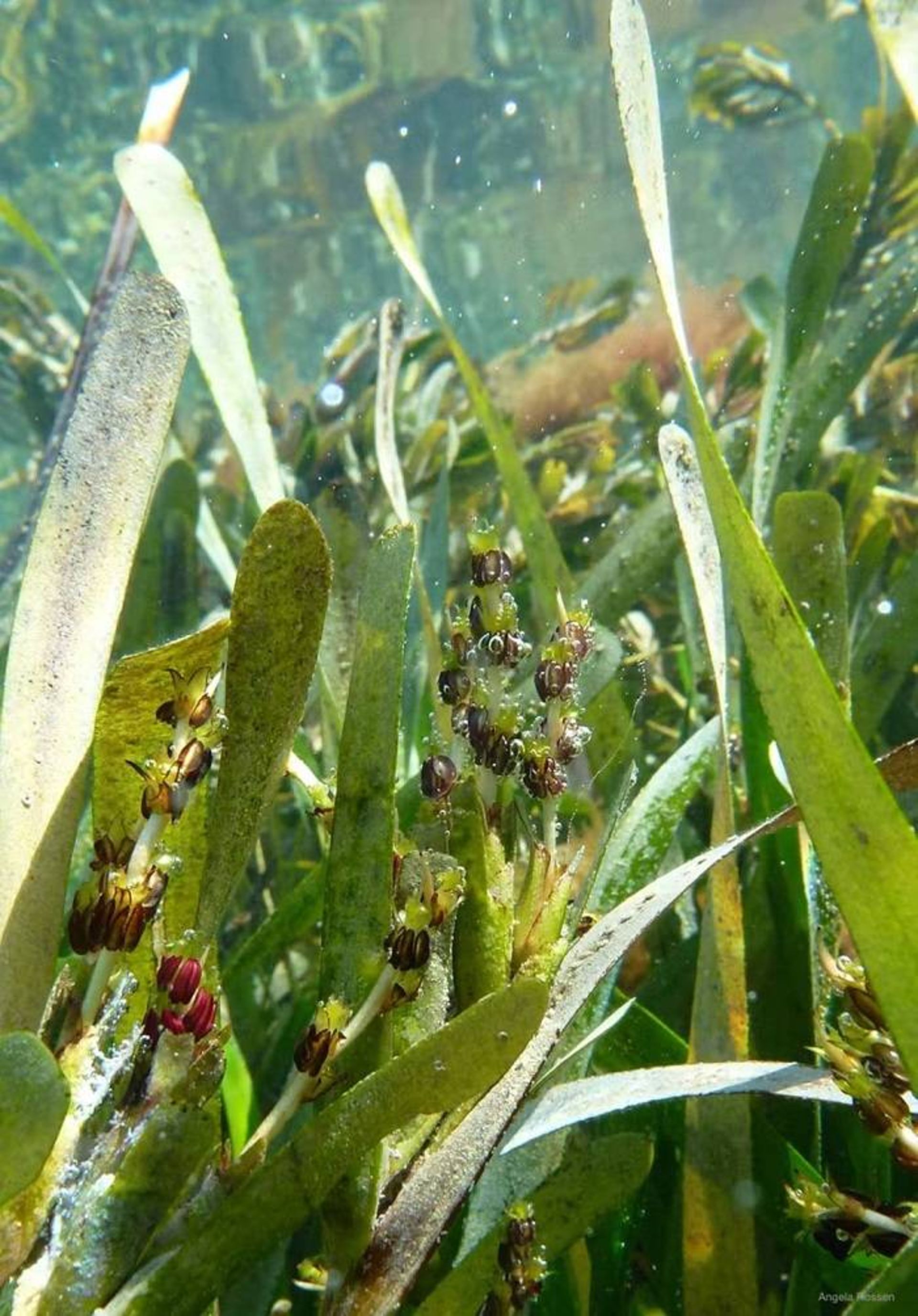 گل های علف دریایی پوزیدونیا استرالیس / posidonia australis
