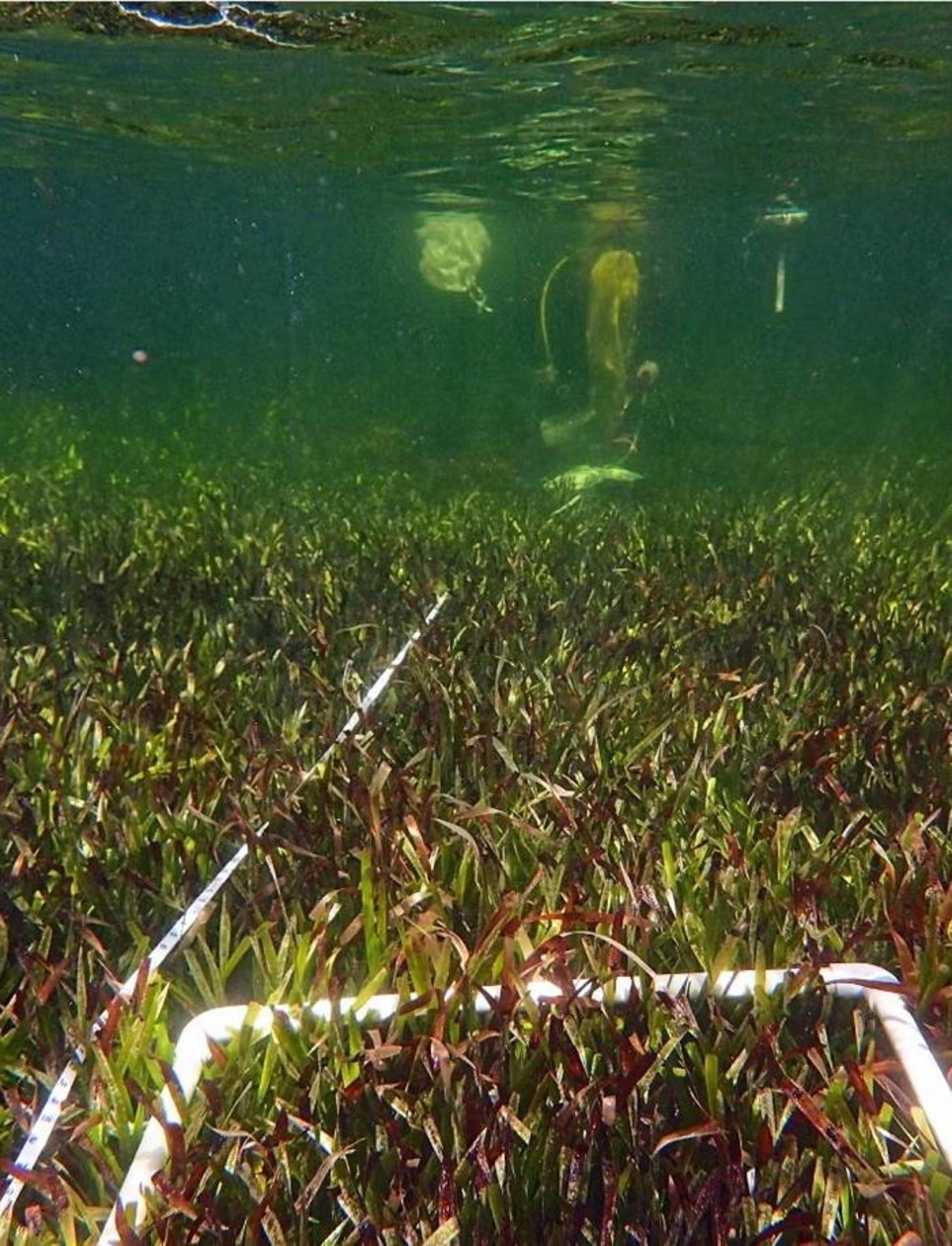 نمونه برداری از علف دریایی / Sampling Posidonia