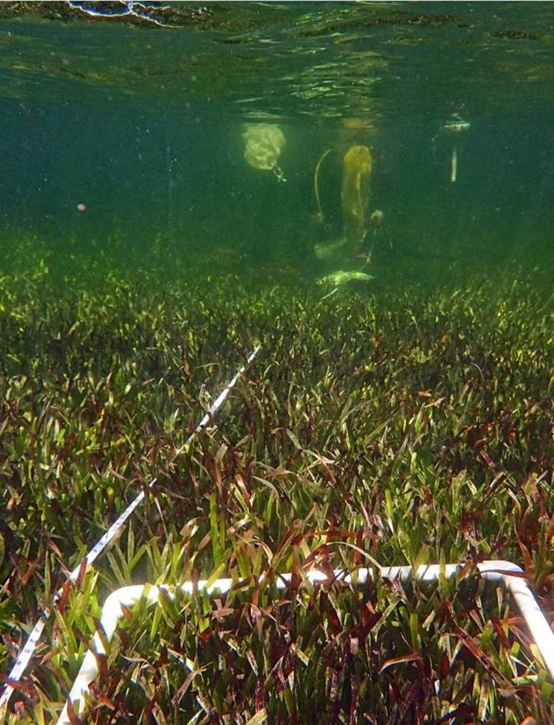 نمونه برداری از علف دریایی / Sampling Posidonia