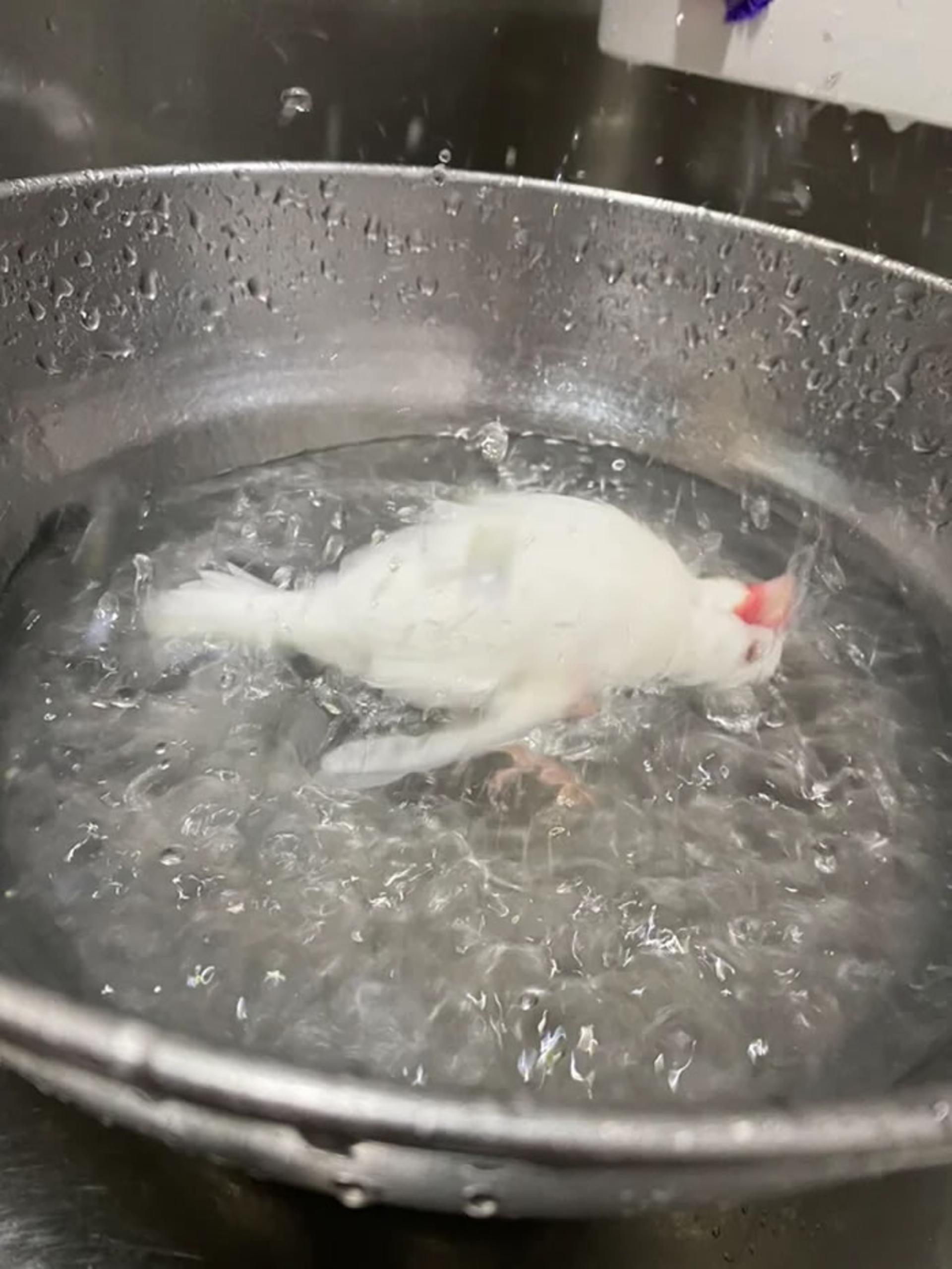 پرسپکتیوهای گیج کننده