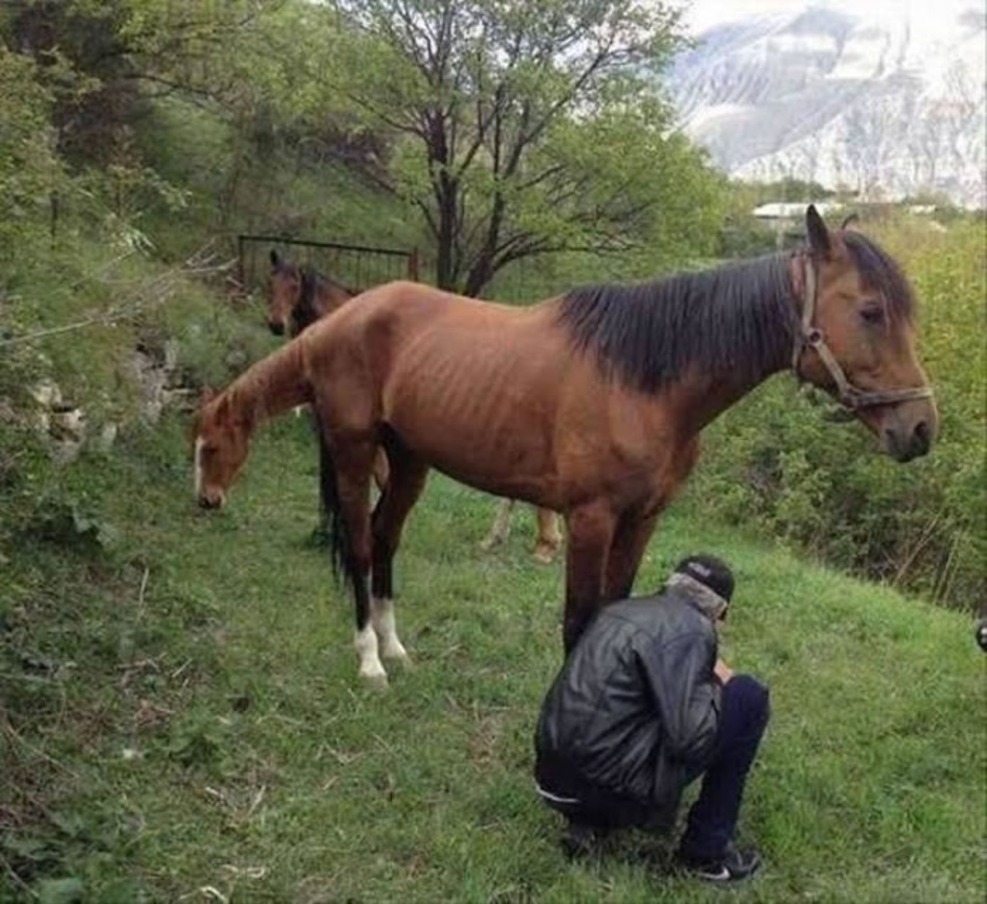 پرسپکتیوهای گیج کننده