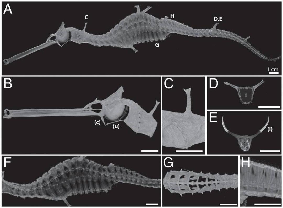 سی تی اسکن اژدهای دریایی / sea dragon scan