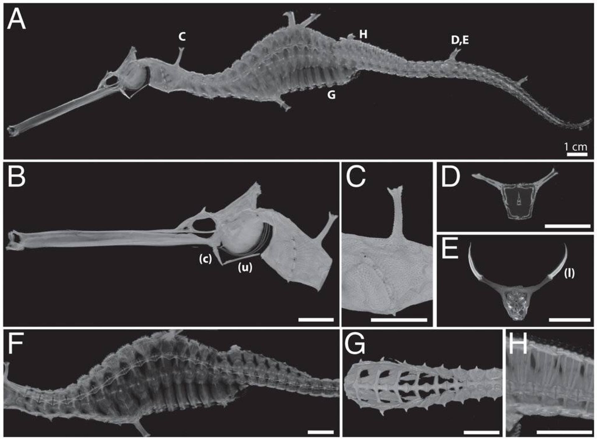 سی تی اسکن اژدهای دریایی / sea dragon scan