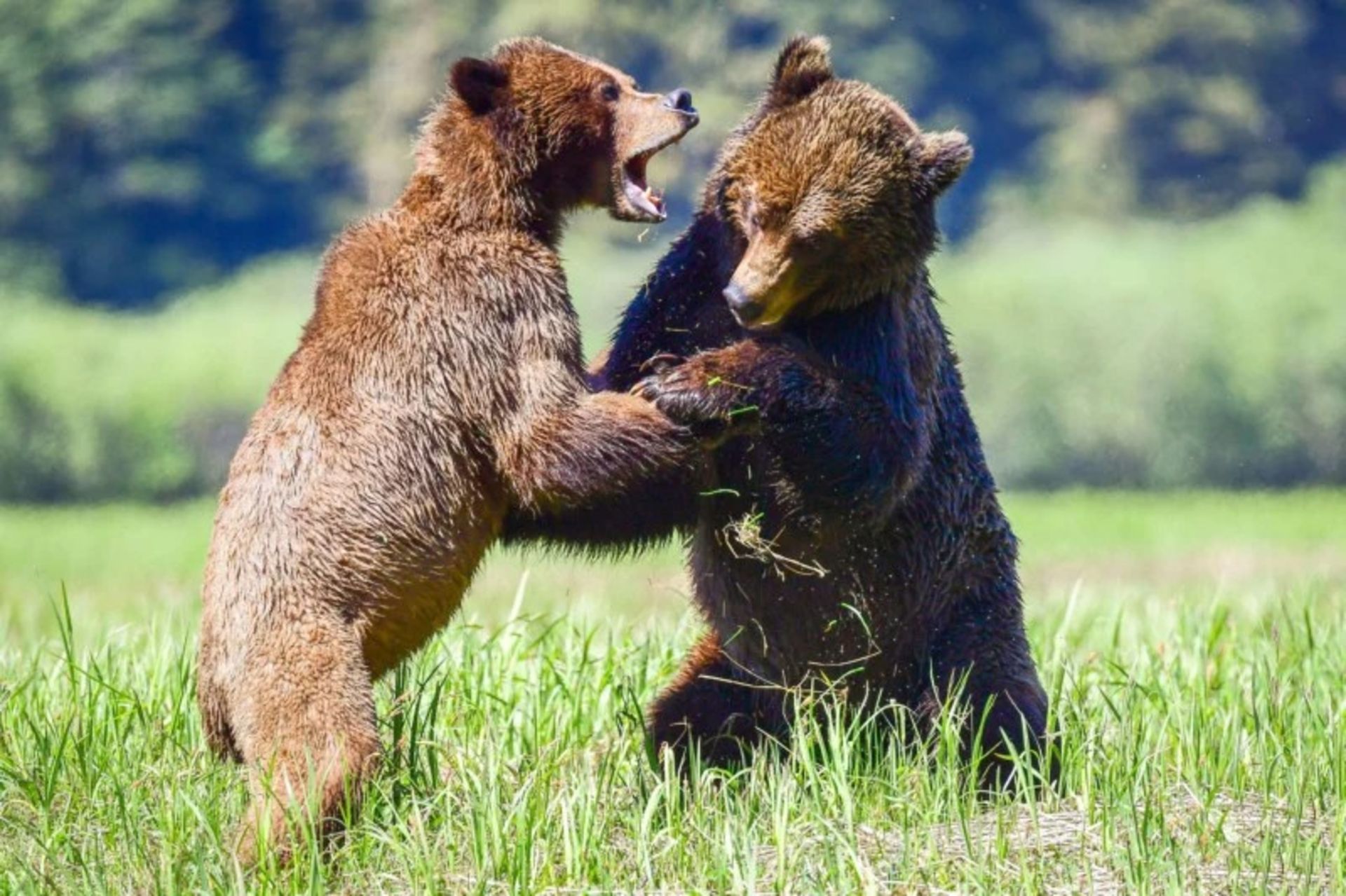 دعوای دو خرس نر بر سر جفت‌گیری
