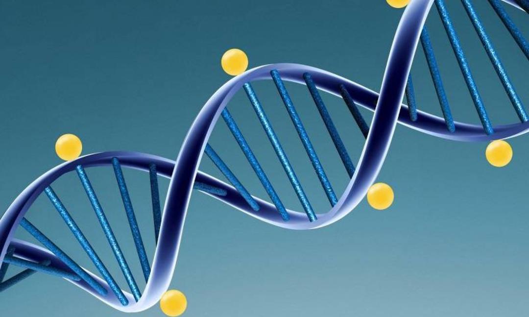 دی ان ای / DNA
