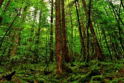 اولین جنگل‌های زمین چه زمانی ظهور کردند؟