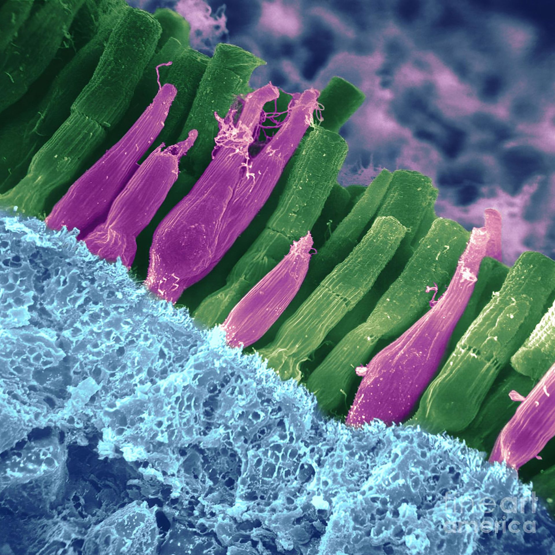 سلول های مخروطی و استوانه ای چشم انسان