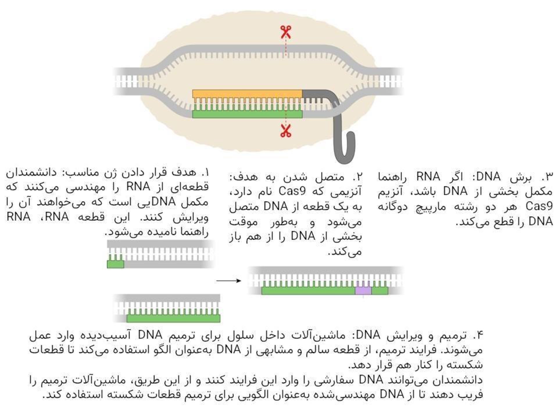 ویرایش ژنوم به کمک کریسپر / CRISPR