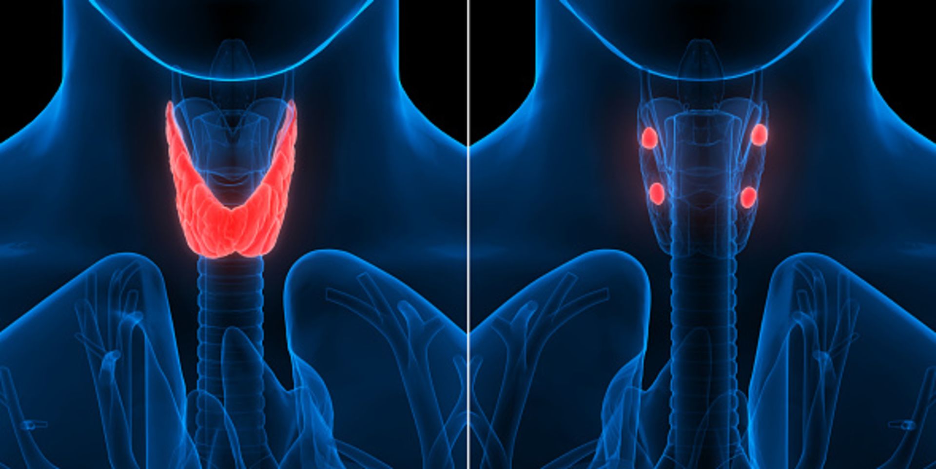  غده تیروئید و پاراتیروئید در گلوی انسان