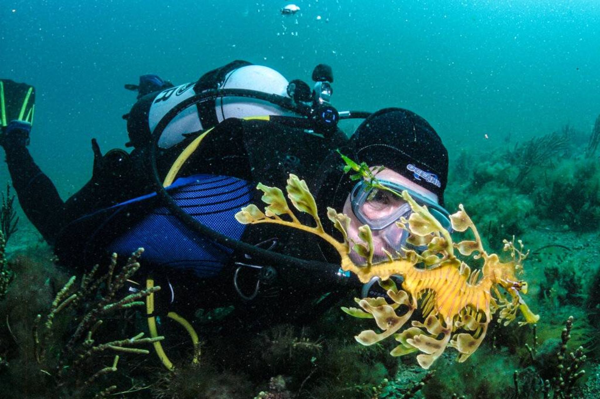 اژدهای دریایی برگدار / leafy sea dragon