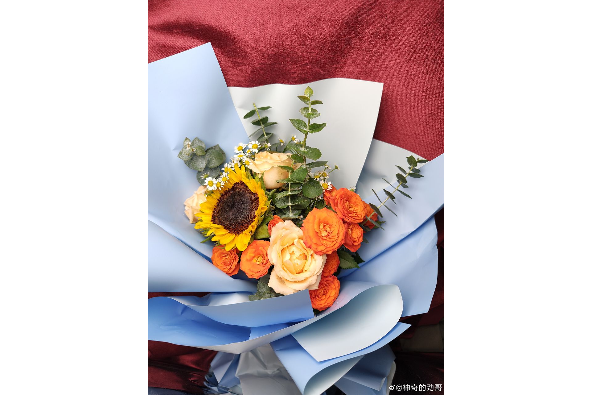 گل های رنگی اولین نمونه عکس دوربین ۲۰۰ مگاپیکسلی موتورولا Moto Edge 30 Ultra