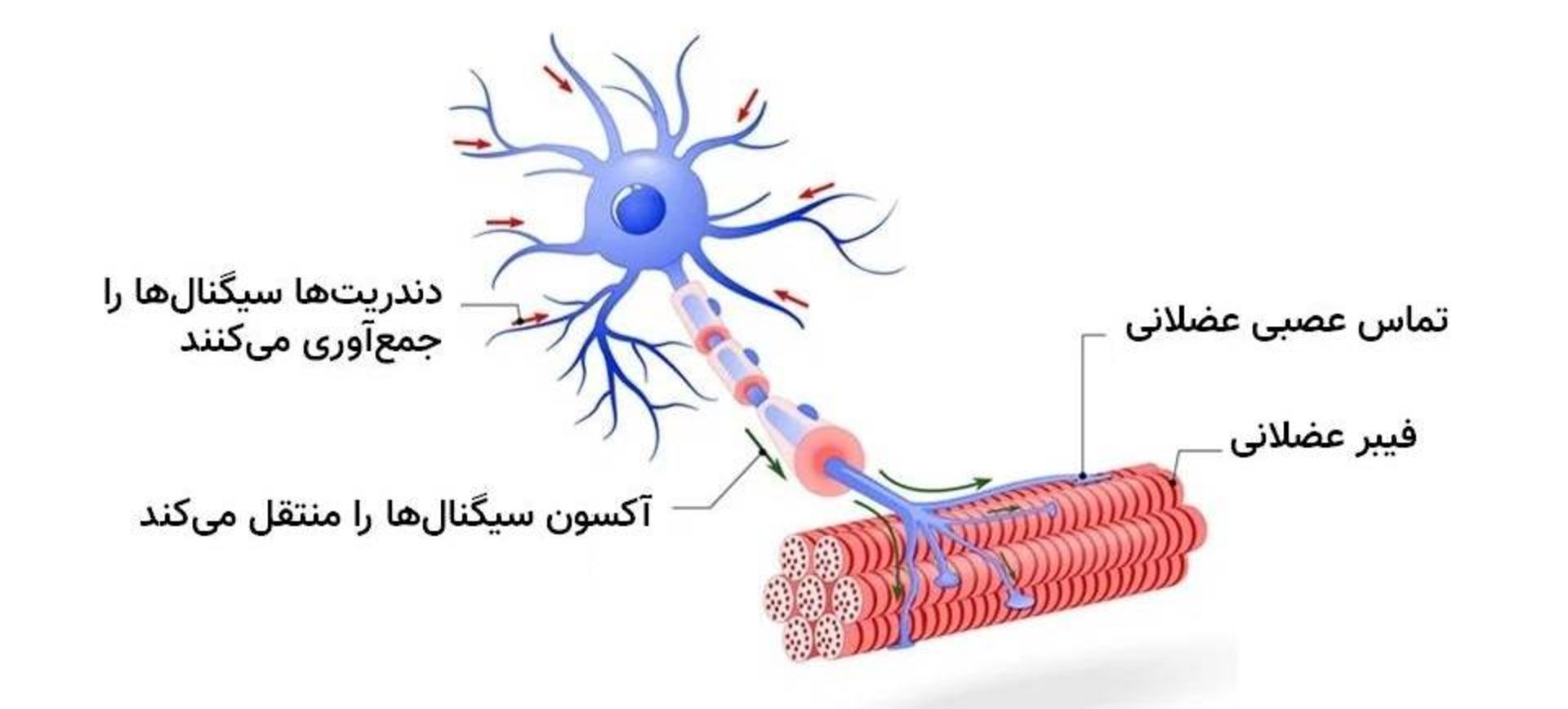 نورون حرکتی / motor neuron