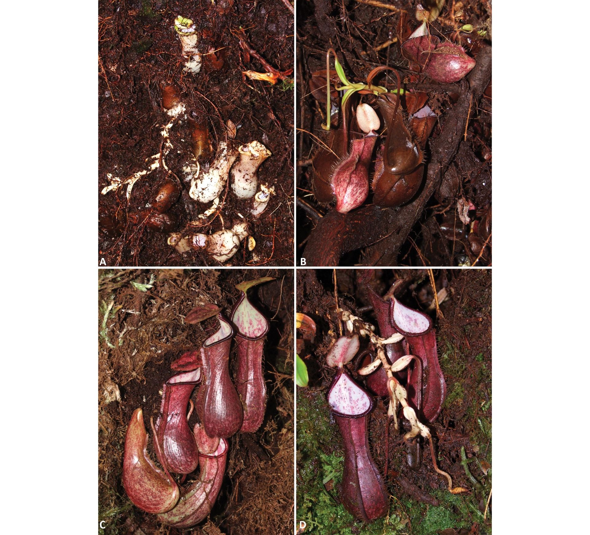 تصاویر گیاه پارچ گوشت خوار Nepenthes pudica از زوایای مختلف