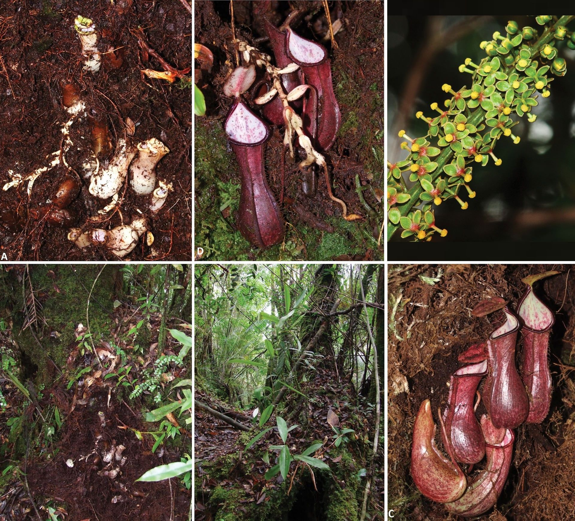 مکانیسم گیاه پارچ گوشت خوار Nepenthes pudica با انداختن تله در زیر زمین