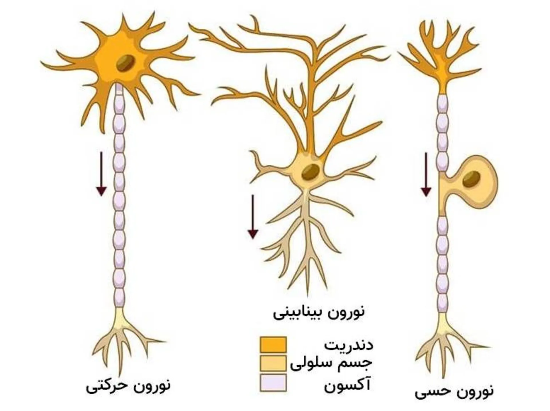 نورون حسی و نورون حرکتی و نورون بینابینی / neuron or nerve cell