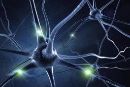 نورون چیست ؛ معرفی انواع، وظایف و هر آنچه باید بدانید