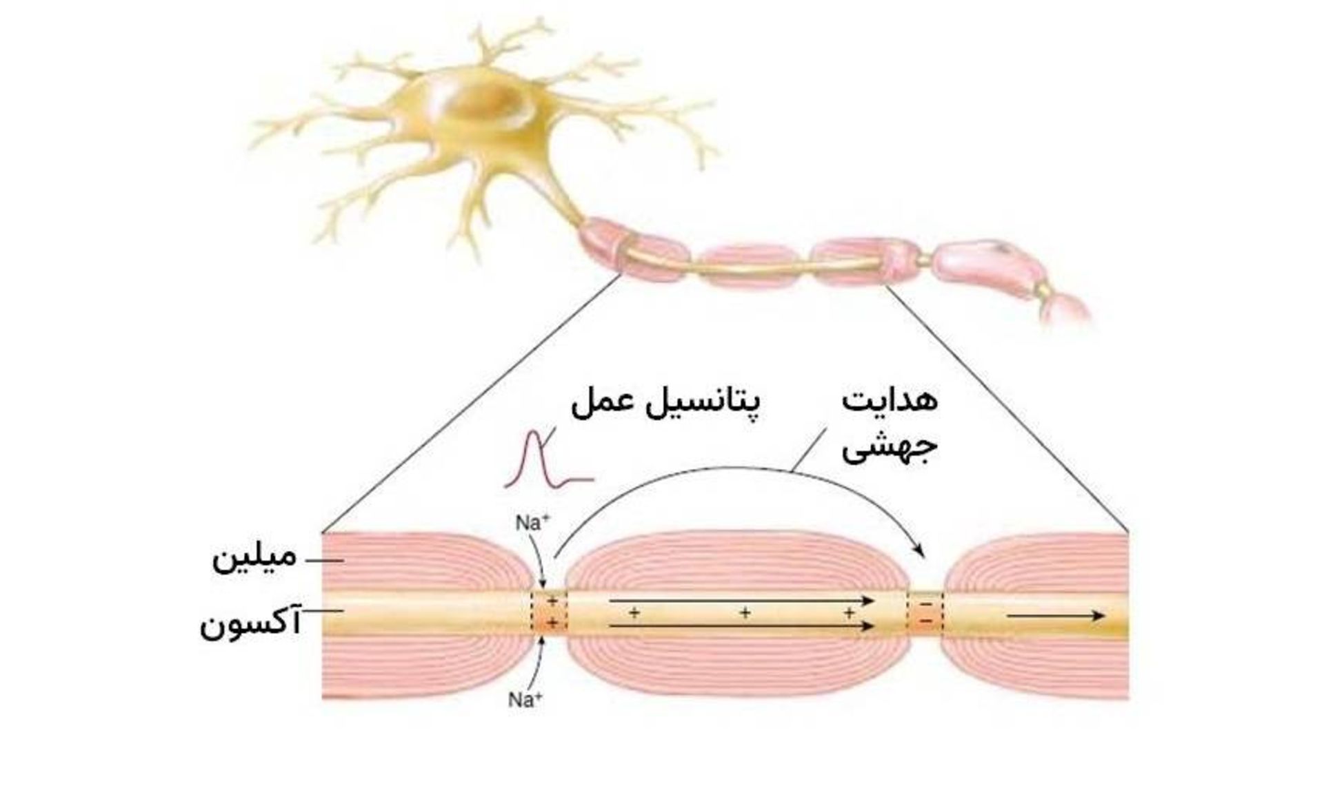 انتقال پیام عصبی در گره رانویه نورون / Nodes of Ranvier 