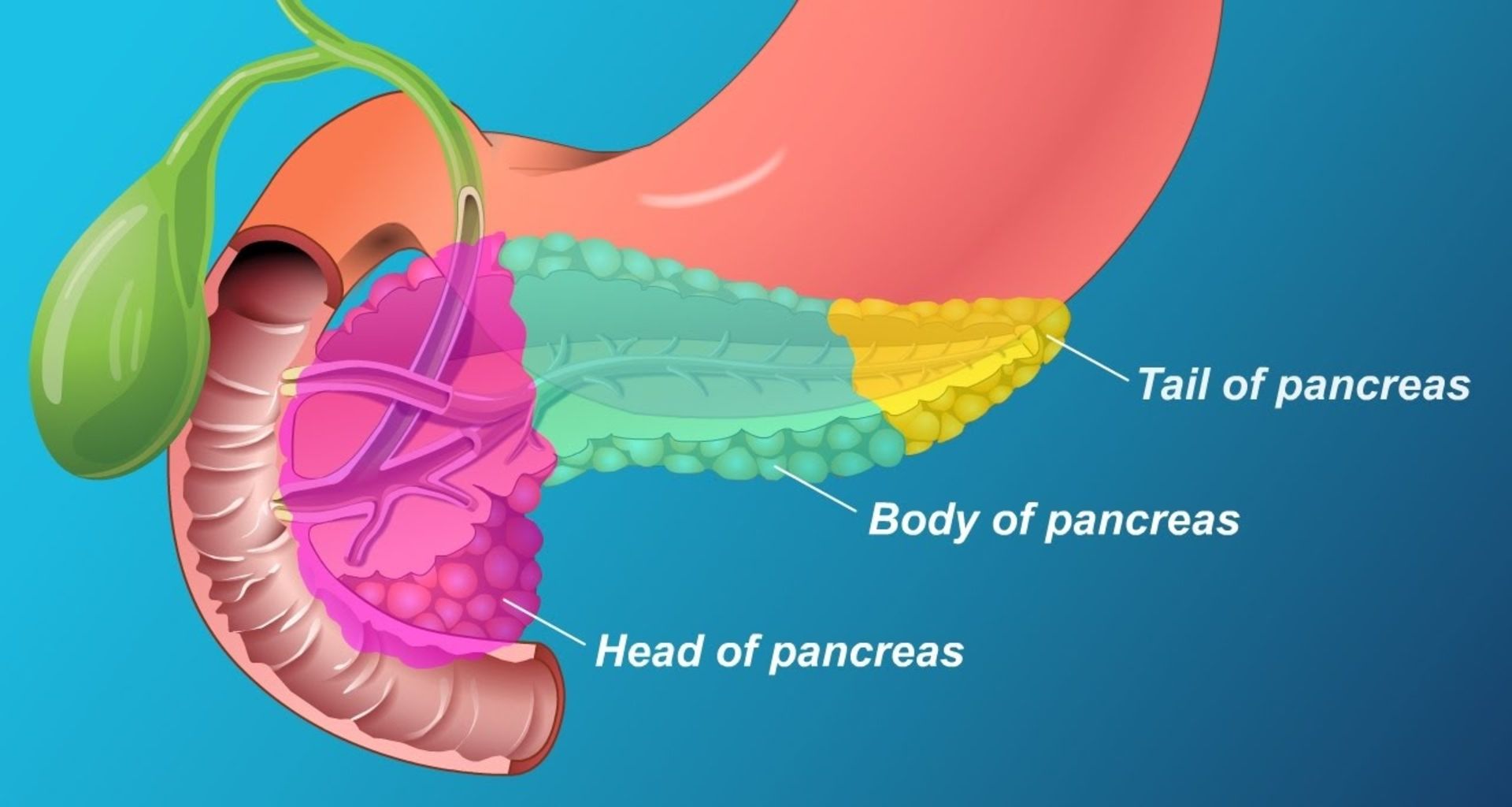 بخش های لوزالعمده پانکراس pancreas