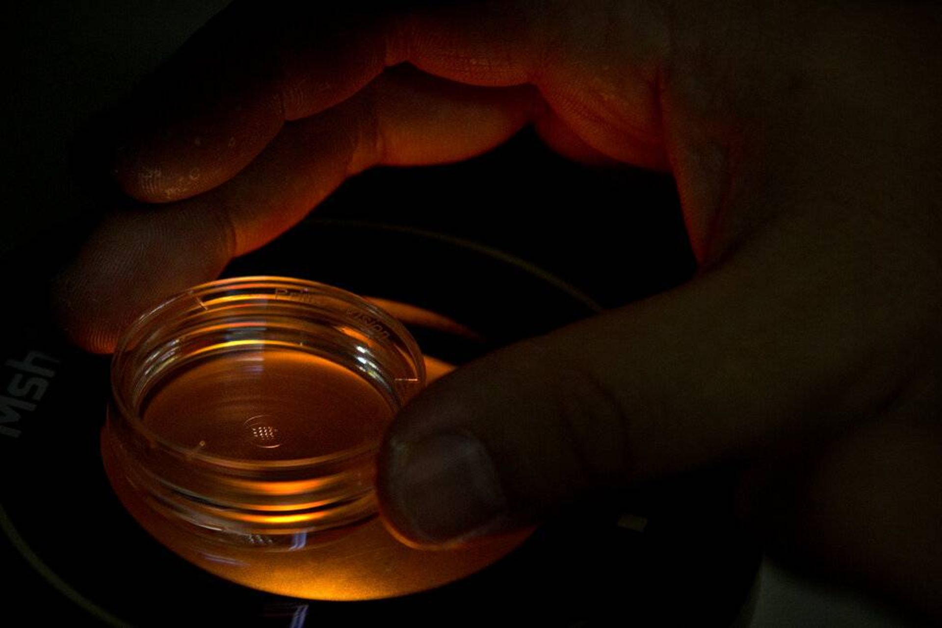 ظرف حاوی رویان‌های انسانی / plate containing human embryos 