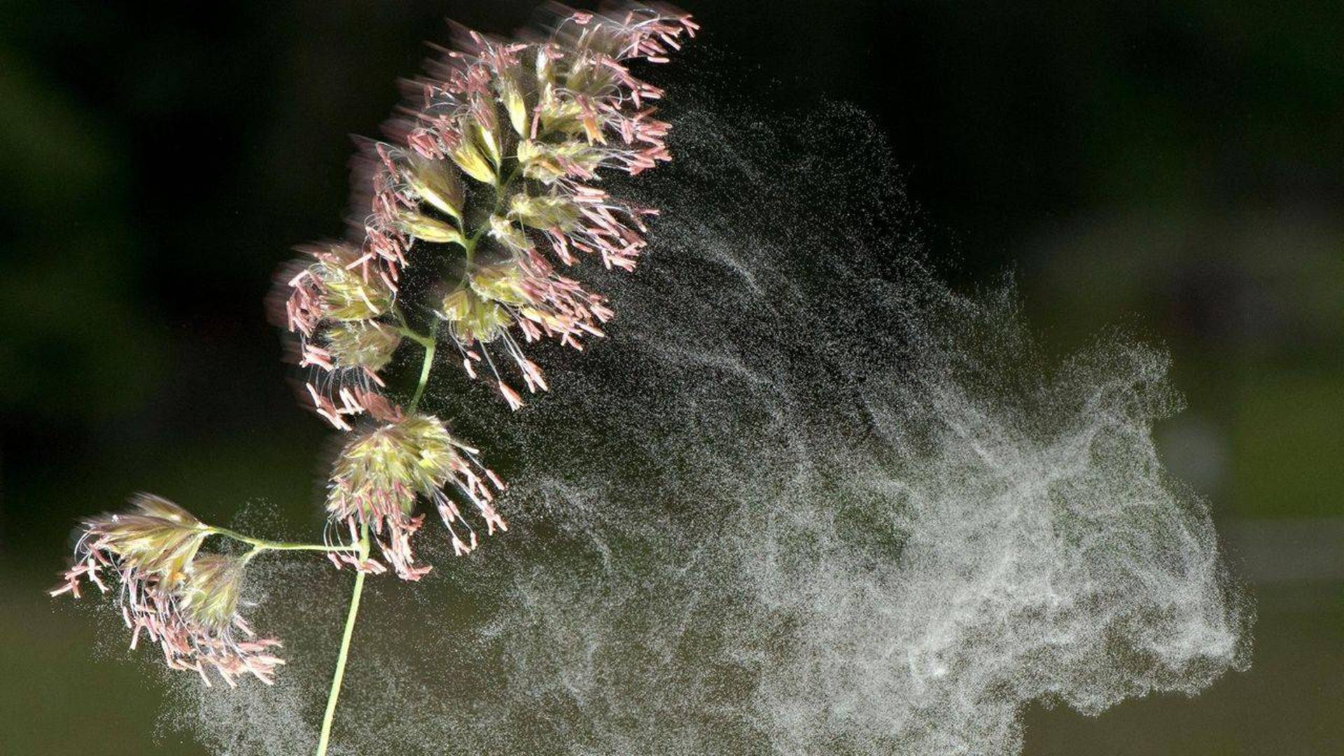 گرده گل / pollen