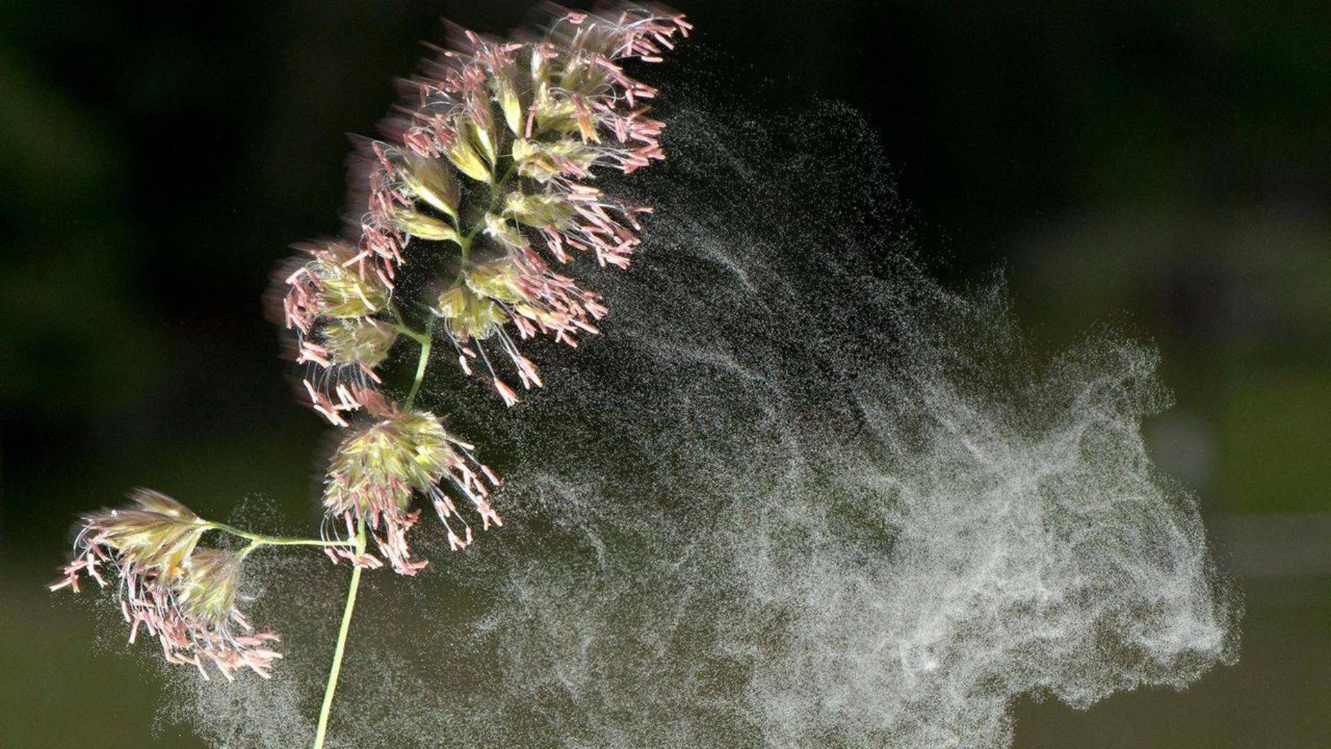 گرده گل / pollen