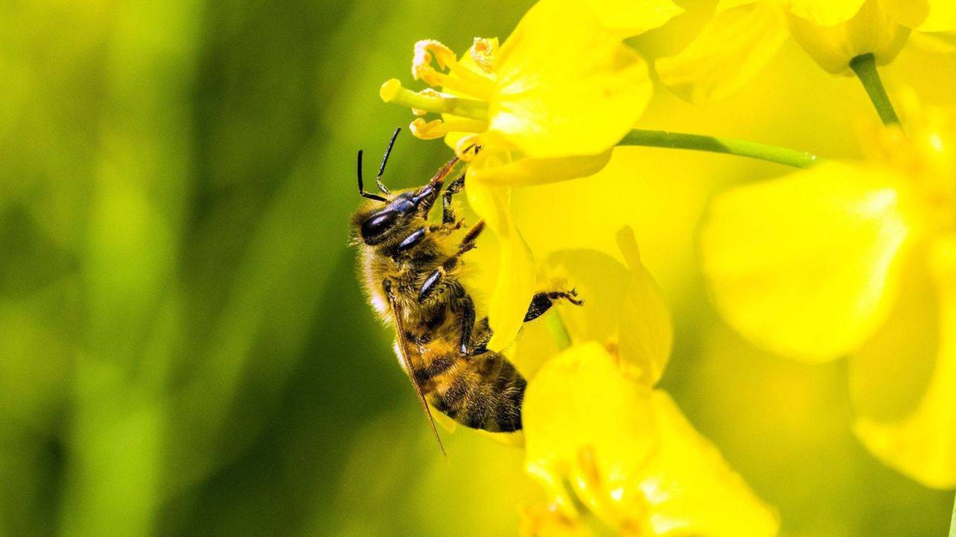 گرده افشانی / pollination