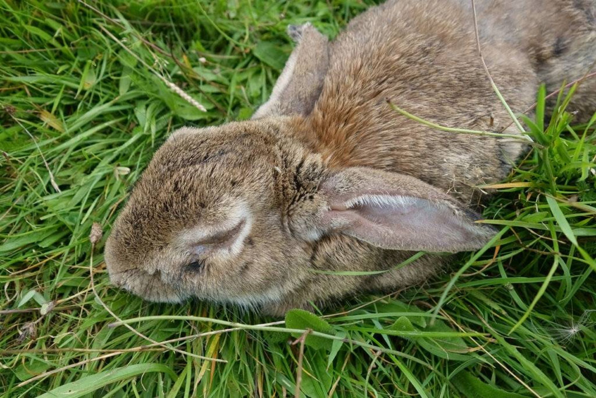 خرگوش مبتلا به میکسوماتوز / rabbit with myxomatosis