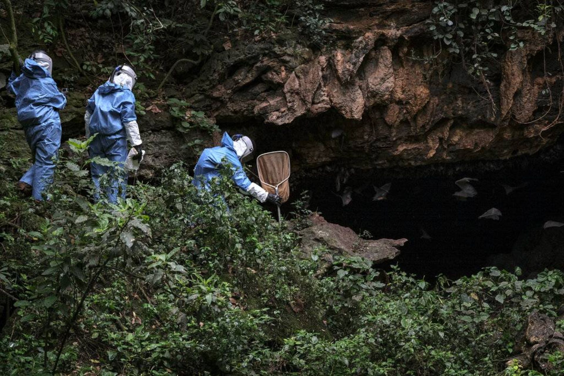 جمع آوری خفاش ها در پارک ملی ملکه الیزابت / Researchers gathering bats