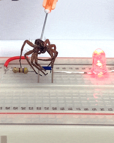 عنکبوت مرده رباتیک در حال گرفتن یک جسم