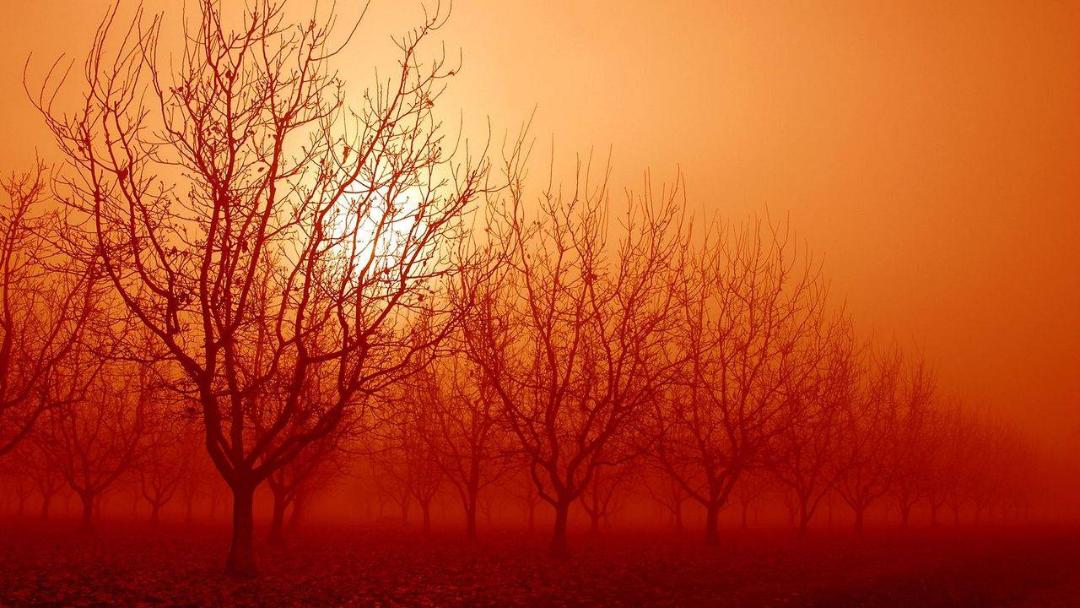 درخت / tree