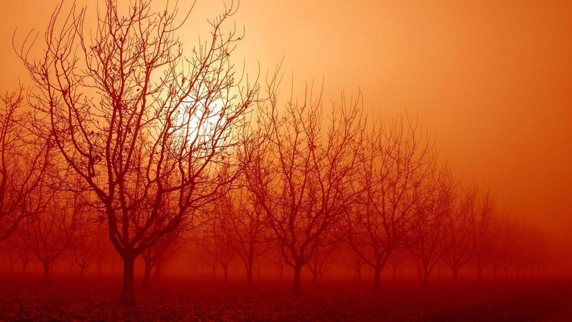 درخت / tree