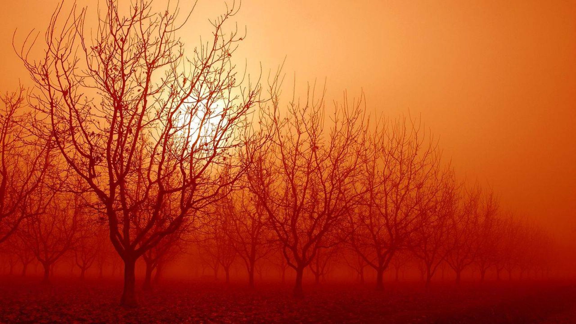 درخت / tree