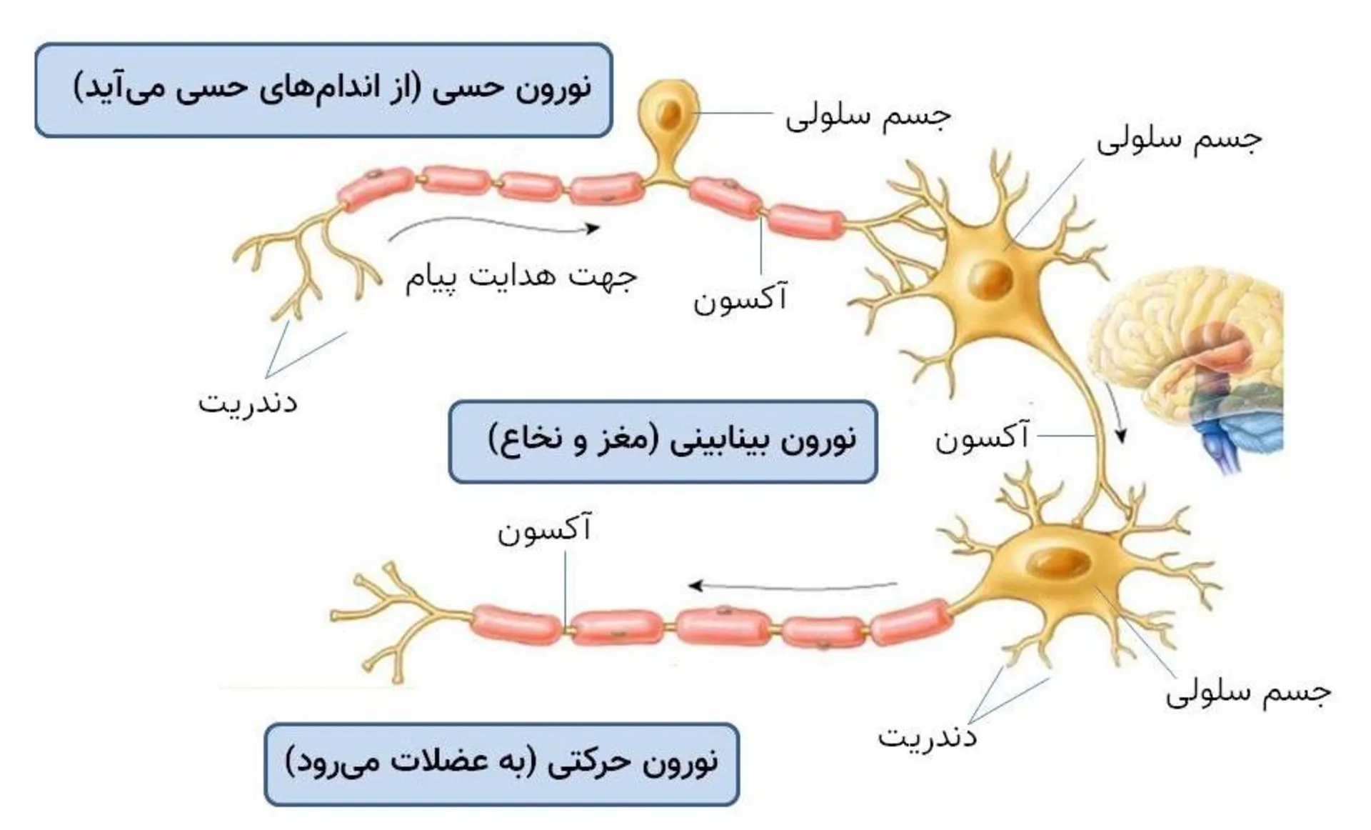 انواع نورون یا سلول عصبی / type of neurons