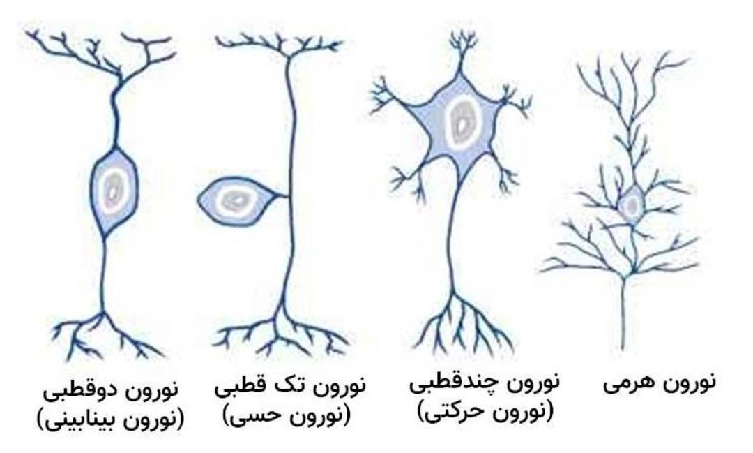 انواع نورون ها / neurons