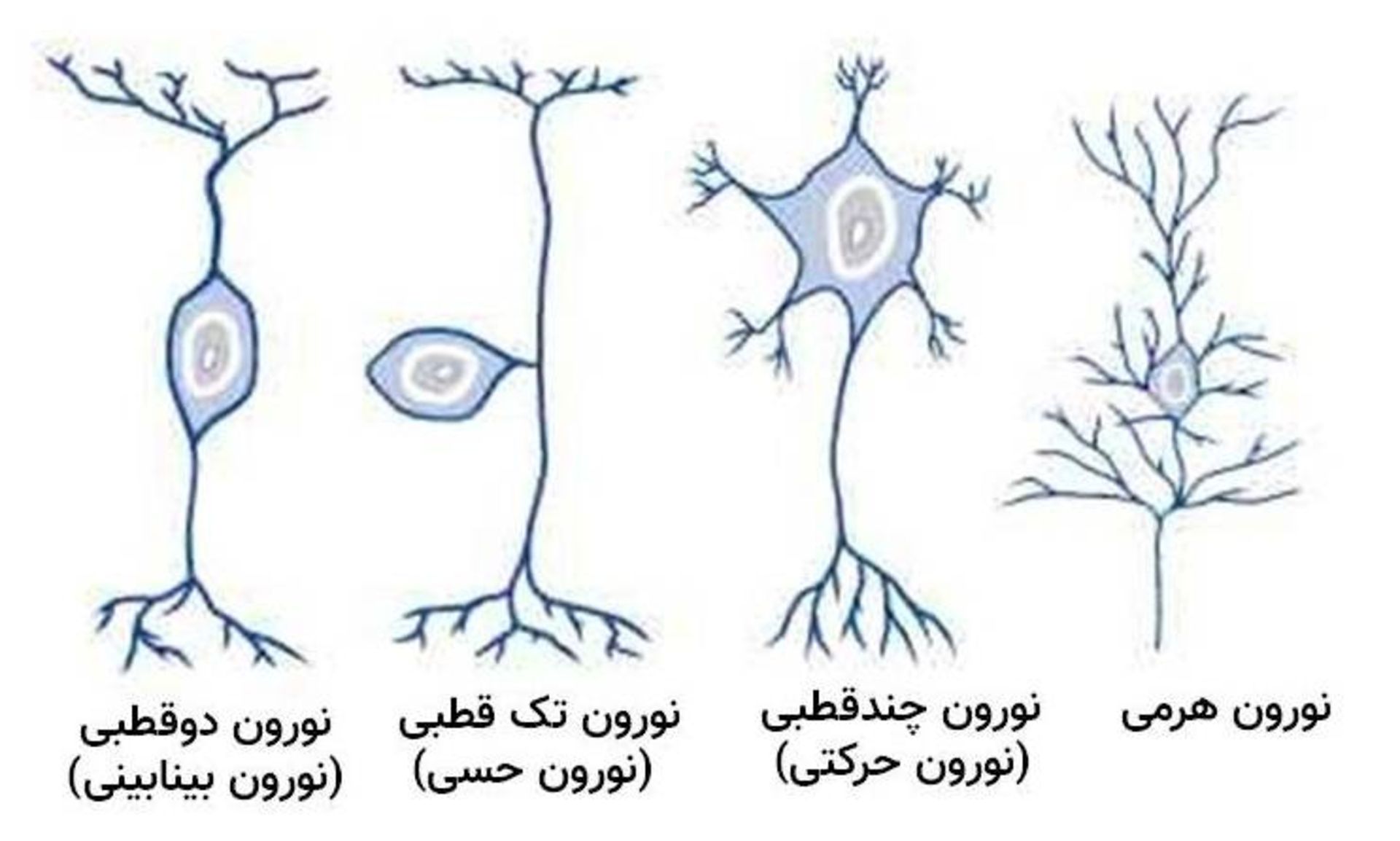 انواع نورون ها / neurons