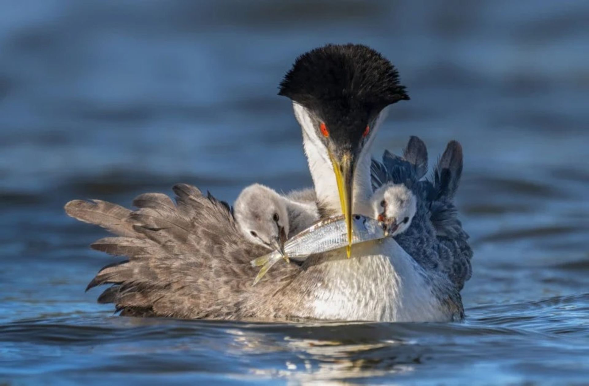 برندگان مسابقه عکاسی Audubon در سال ۲۰۲۲