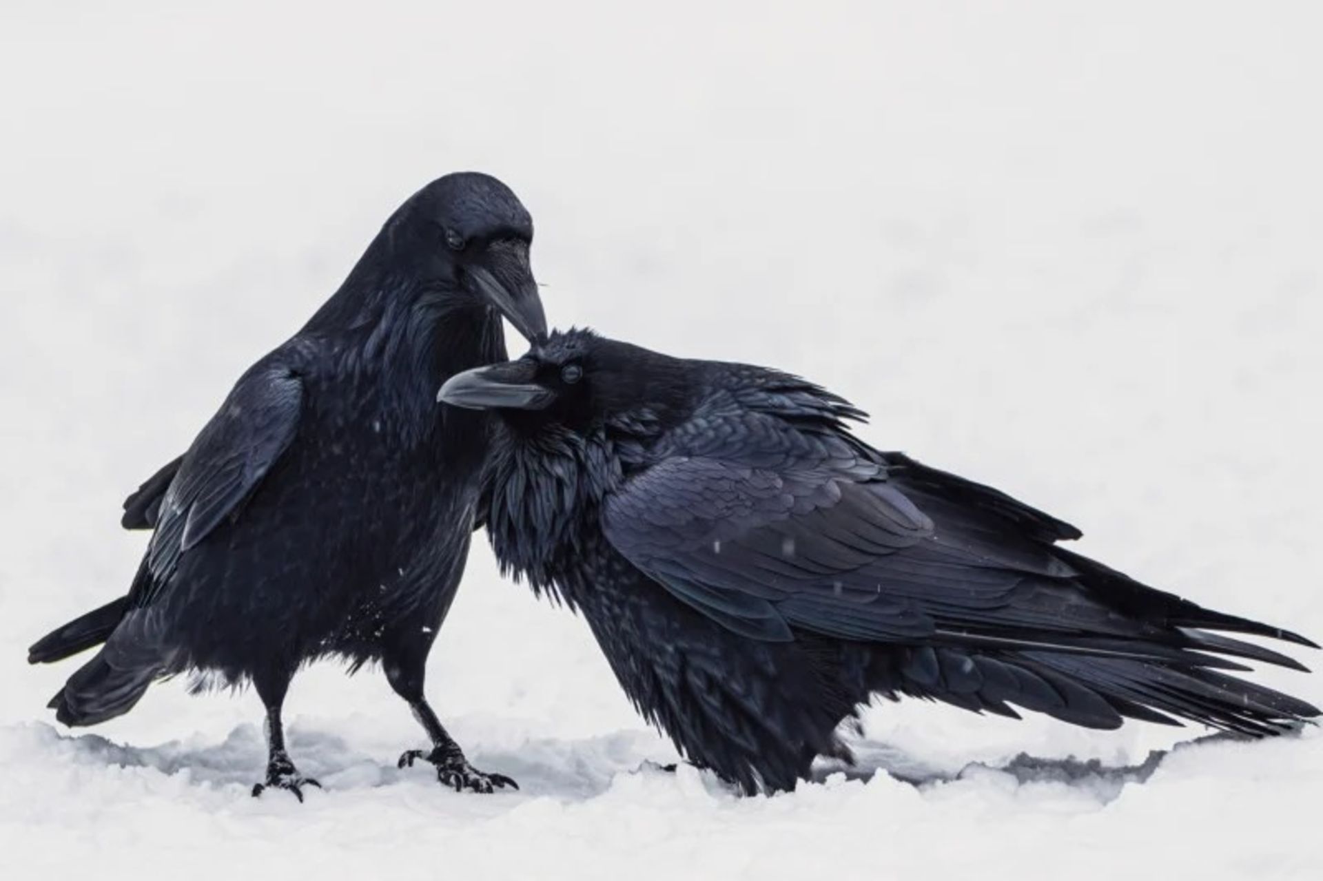 برندگان مسابقه عکاسی Audubon در سال ۲۰۲۲