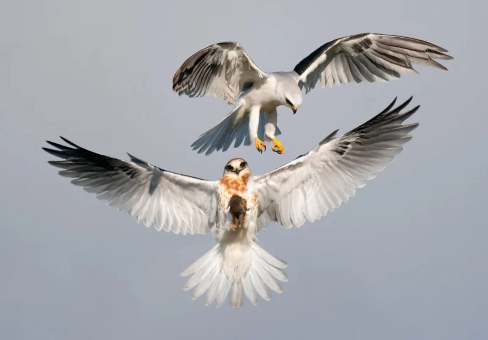 برندگان مسابقه عکاسی Audubon در سال ۲۰۲۲