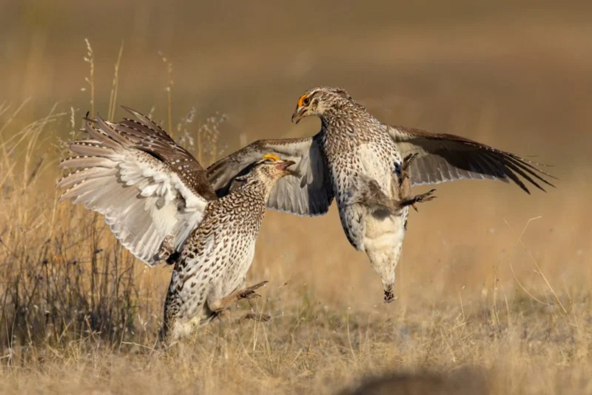 برندگان مسابقه عکاسی Audubon در سال ۲۰۲۲