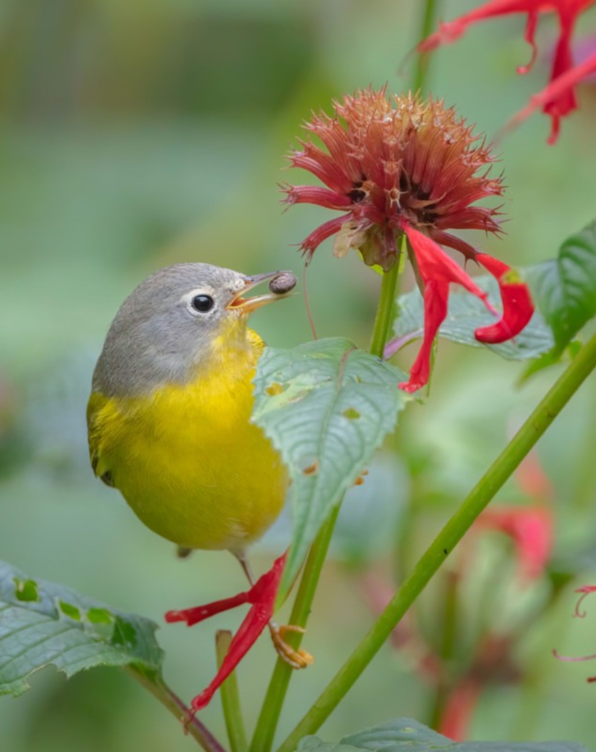 برندگان مسابقه عکاسی Audubon در سال ۲۰۲۲