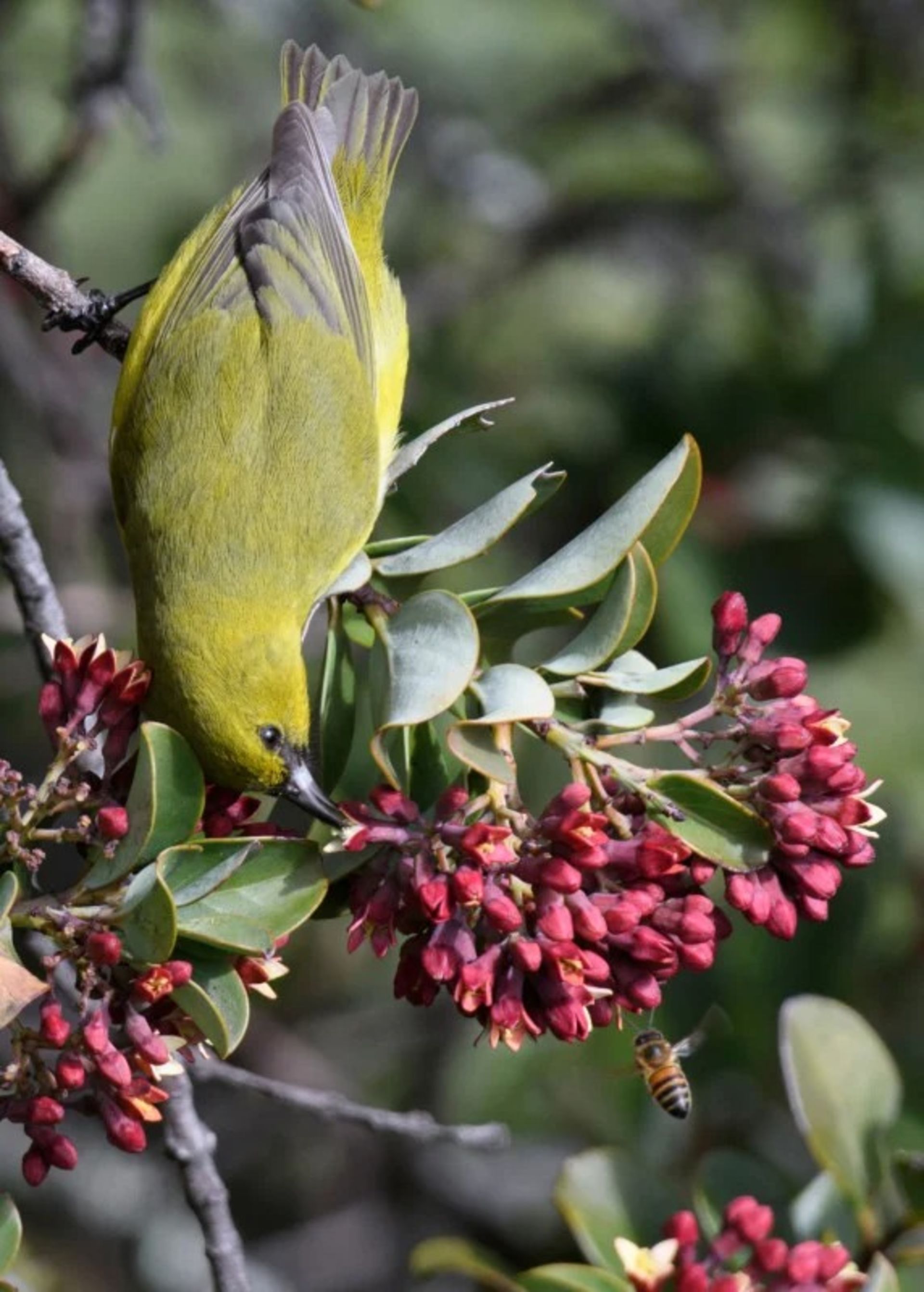 برندگان مسابقه عکاسی Audubon در سال ۲۰۲۲