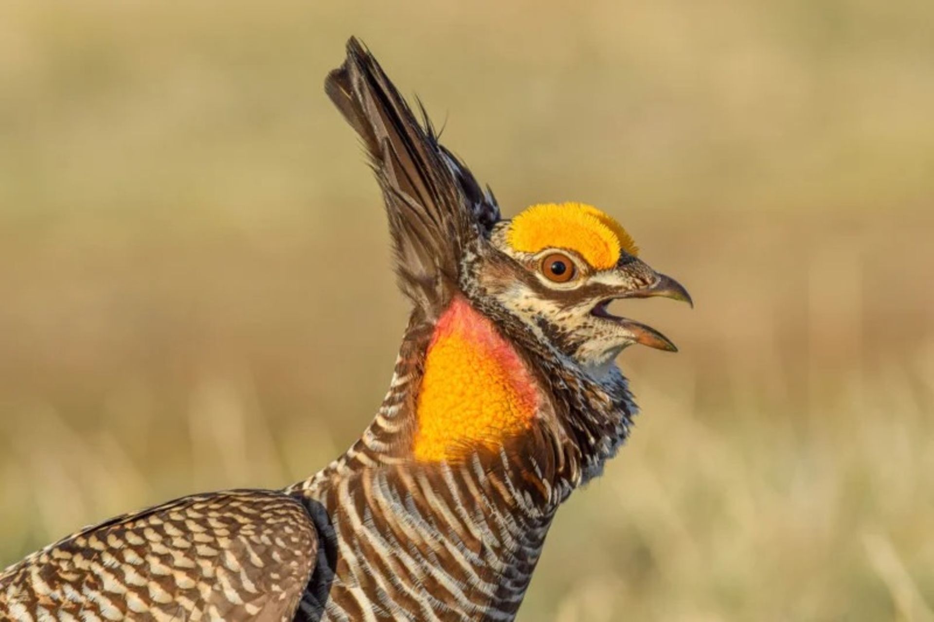 برندگان مسابقه عکاسی Audubon در سال ۲۰۲۲