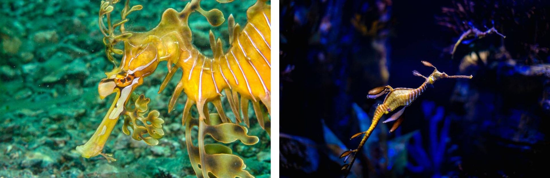 اژدهای دریایی علفی و اژدهای دریایی برگدار / sea dragon