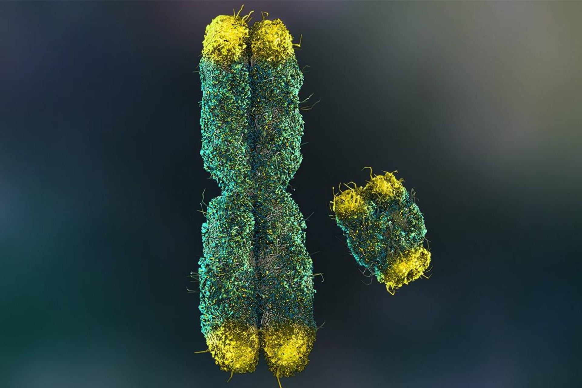 از دست‌ دادن کروموزوم Y در مردان با افزایش خطر ابتلا به بیماری قلبی و کاهش طول عمر همراه است
