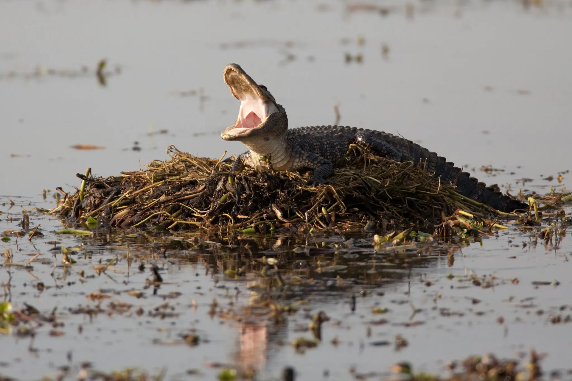 تمساح پوزه‌پهن آمریکایی درحال بررسی لانه موش بیور
