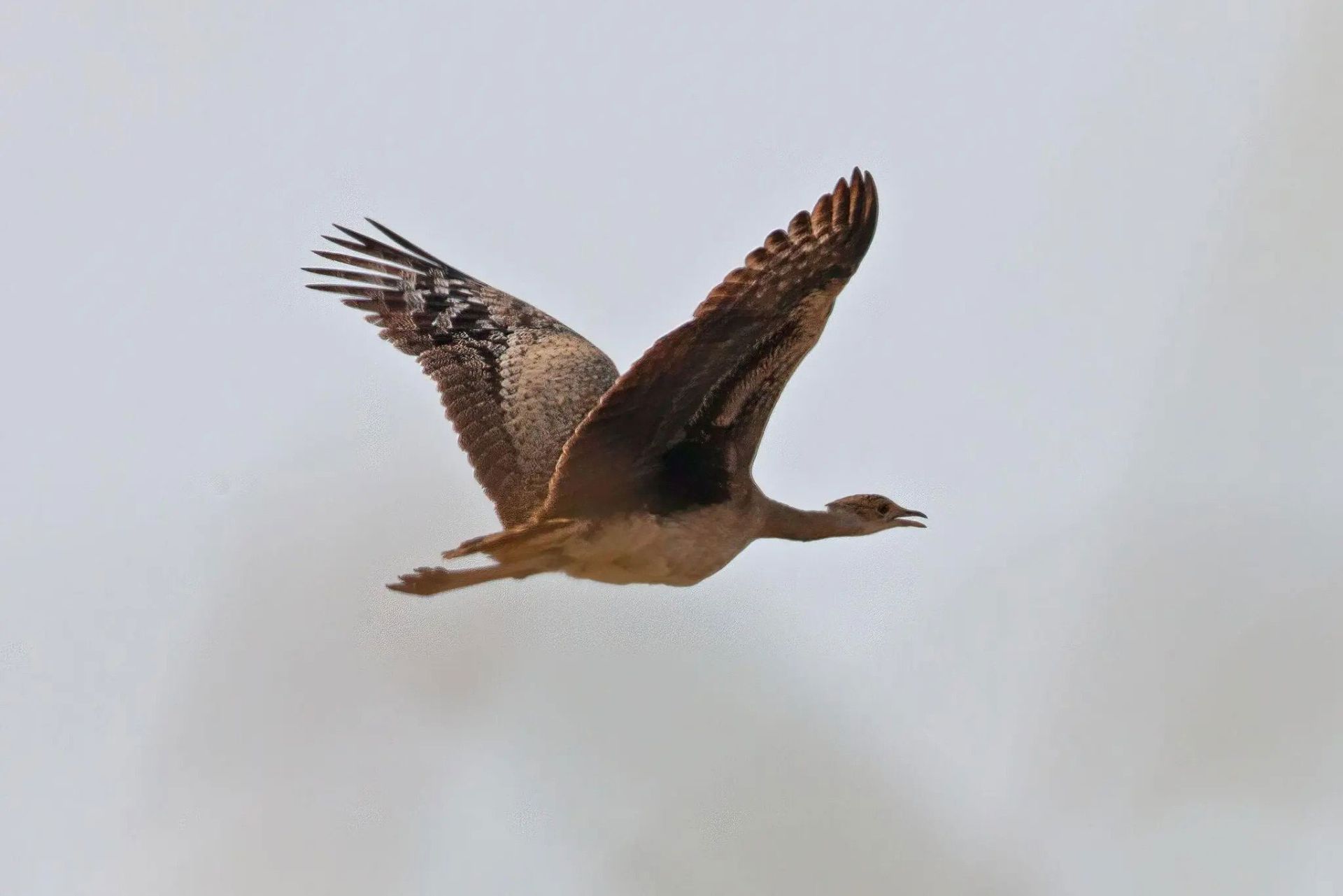 سیاه هوبره بنگالی