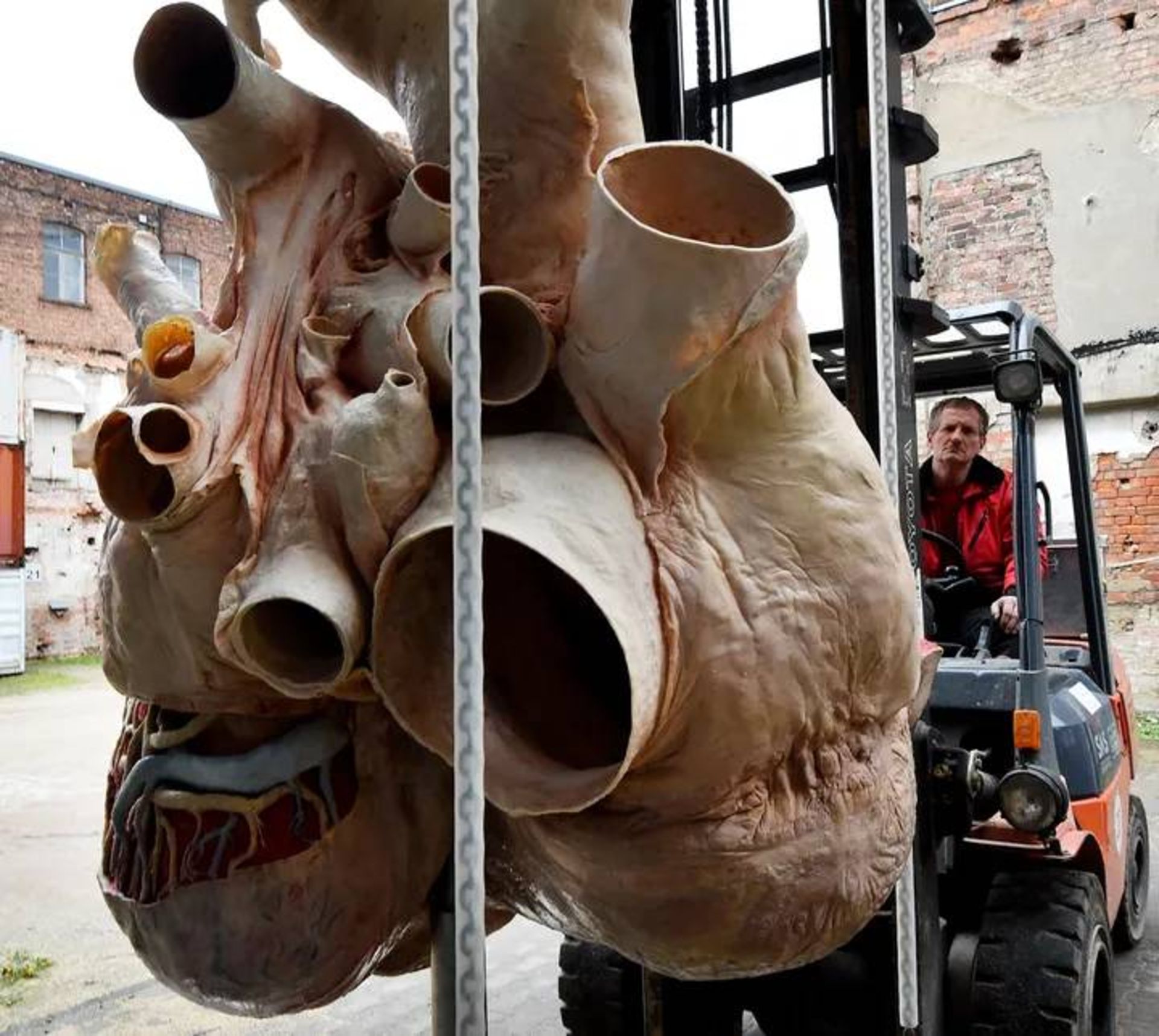 قلب نهنگ آبی / blue whale heart